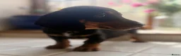 Miniature Dachshund dogs for sale: Stunning Miniature Dachshunds  - Advert 14