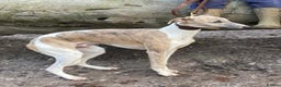Whippet dogs for sale: Stunning KC Whippet Puppies for Sale - Advert 7