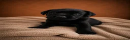 Labrador Retriever dogs for sale: Exceptional Labrador Retriever puppies - Advert 4
