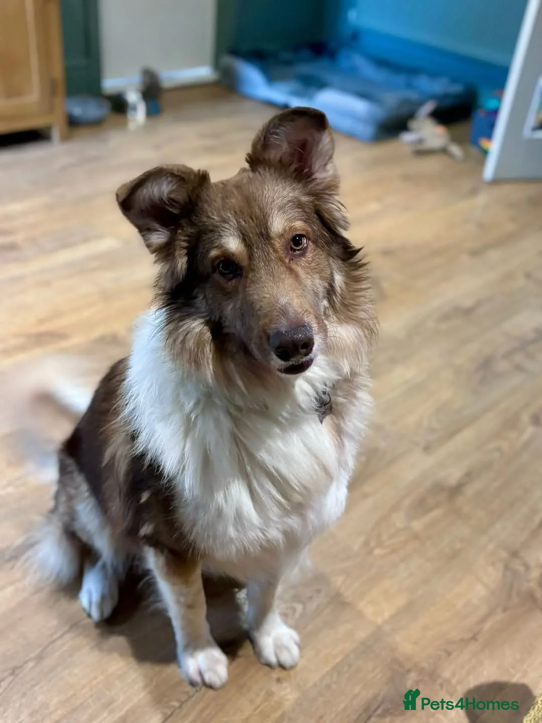 Mixed Breed dogs for adoption: Meet Teddy, currently residing in Lincolnshire  in Mablethorpe - Advert 4