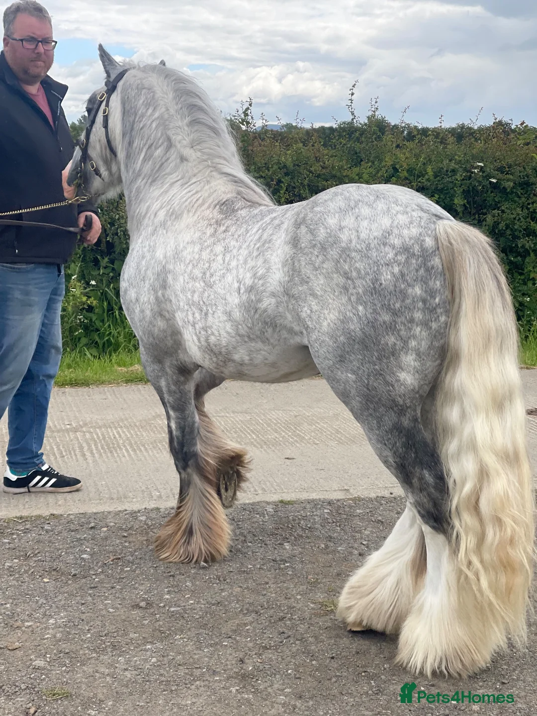 Other Breed horses for sale: Bear 6 year old cob Stallion  - Advert 2