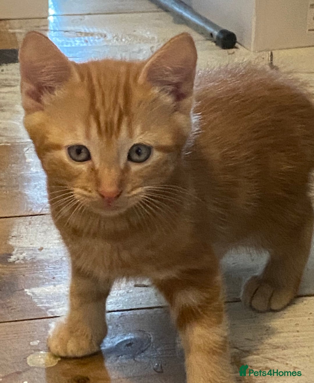Mixed Breed cats for sale: Friendly kittens ginger boy and  torty girl - Image 5