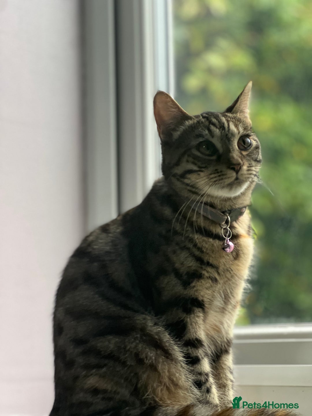 Domestic Shorthair cats for sale: Beautiful Kittens Looking New home - Advert 1