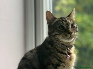 Domestic Shorthair cats Beautiful Kittens Looking New home - Advert 2