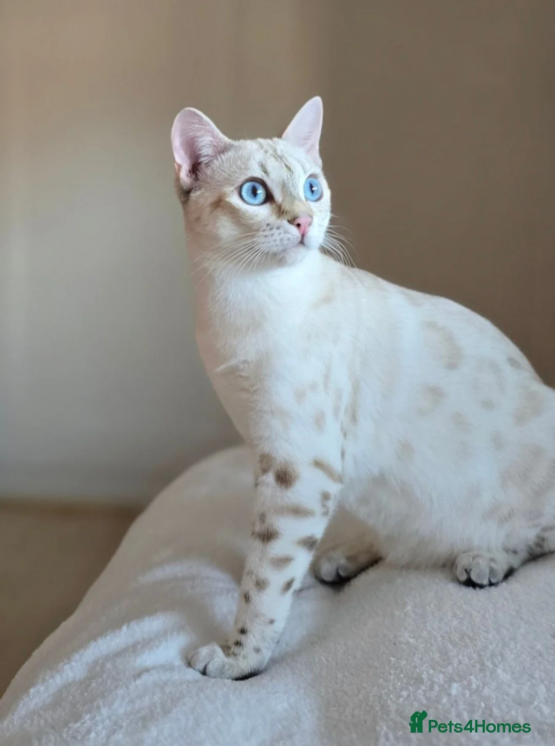 Bengal cats for sale: TICA Registered Snow Bengal Girl – Active Register - Advert 7