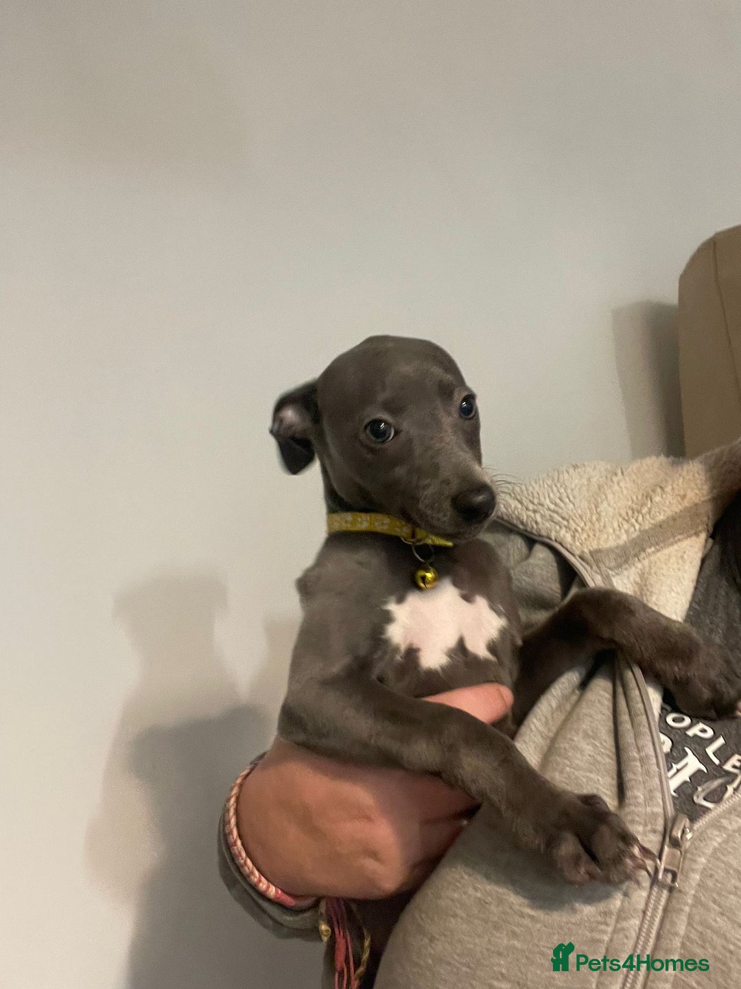 Whippet dogs for sale: KC registered blue whippet puppies for sale - Advert 10