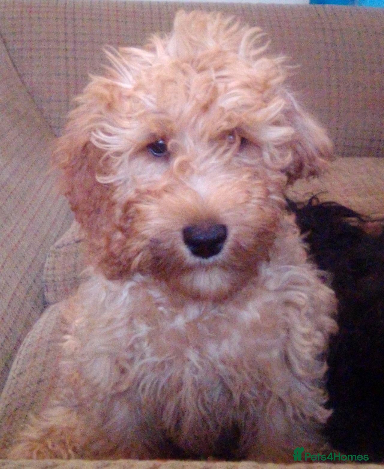Cockapoo dogs Last Little Lad - Advert 1
