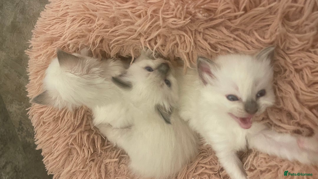 Ragdoll cats for sale: Rag doll kittens  - Image 5