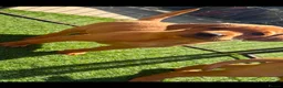 Labrador Retriever dogs for sale: Fox red Labradors  - Advert 9