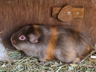 Guinea Pig rodents - Advert 12