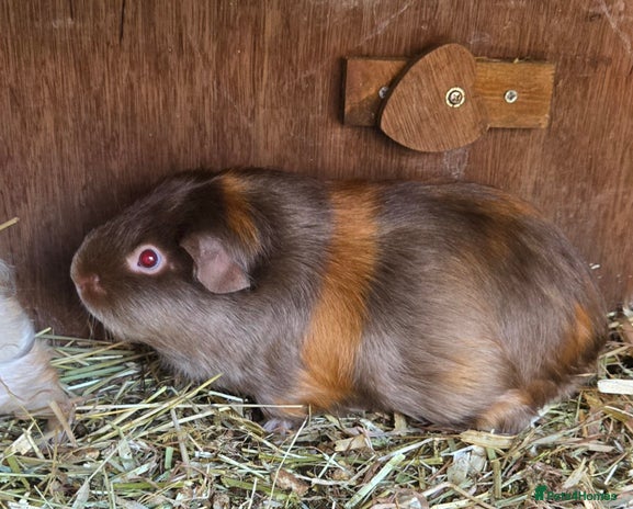 Guinea Pig rodents - Advert 1