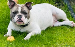 Mixed Breed dogs for sale: 2 year old female bulldog - Image 4