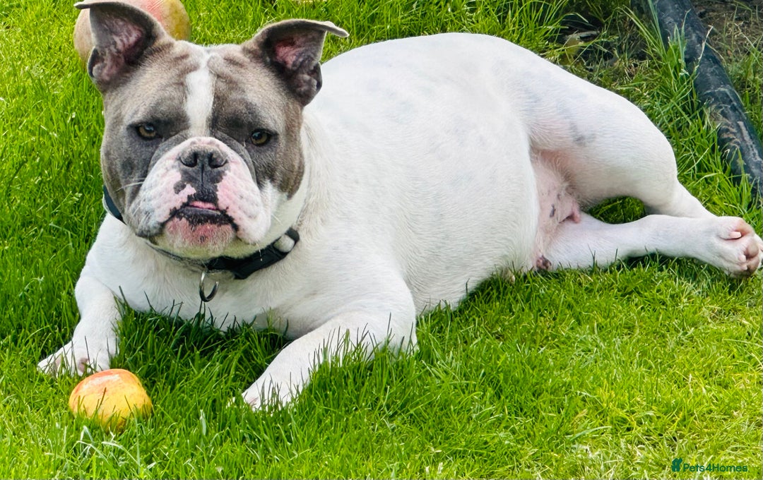 Mixed Breed dogs for sale: 2 year old female bulldog - Image 4