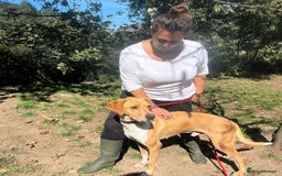 Pointer dogs for adoption: Einar, a gorgeous pointer mix - Image 7