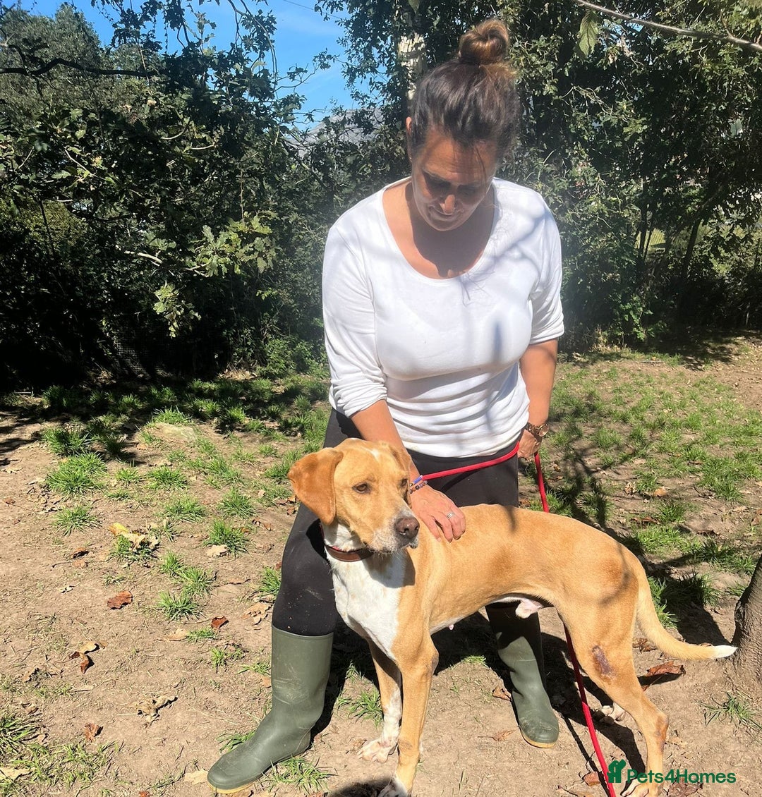 Pointer dogs for adoption: Einar, a gorgeous pointer mix - Image 7