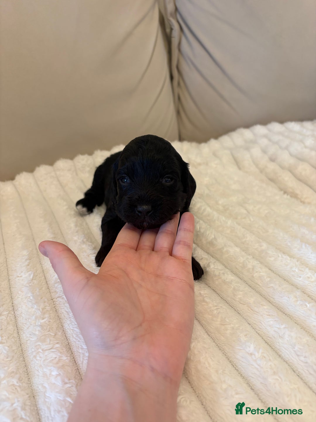 Cockapoo dogs for sale: Cockapoo litter  - Advert 24