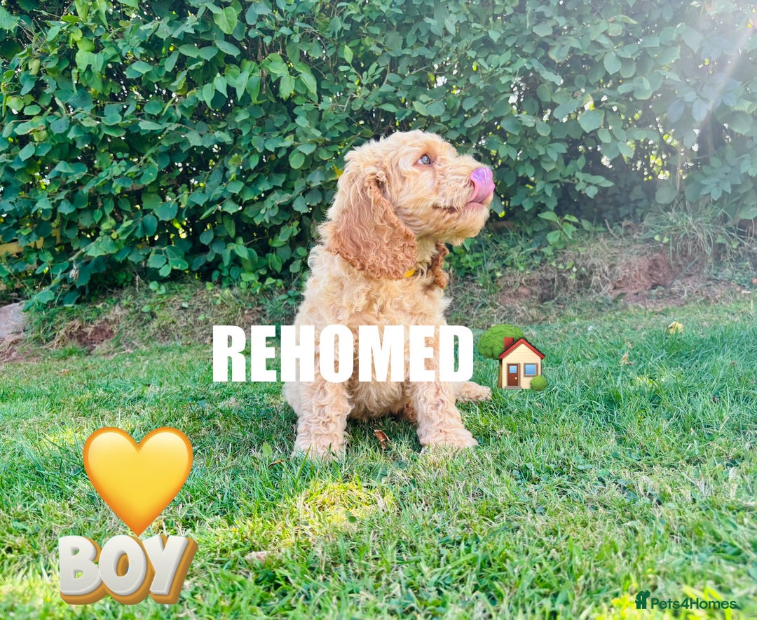 Cockapoo dogs for sale: 6 beautiful champagne and gold 🐶  - Image 20