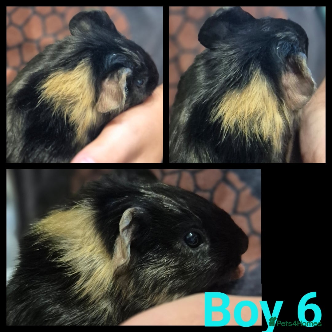 Guinea Pig rodents for sale: Male Guinea pig - Image 6