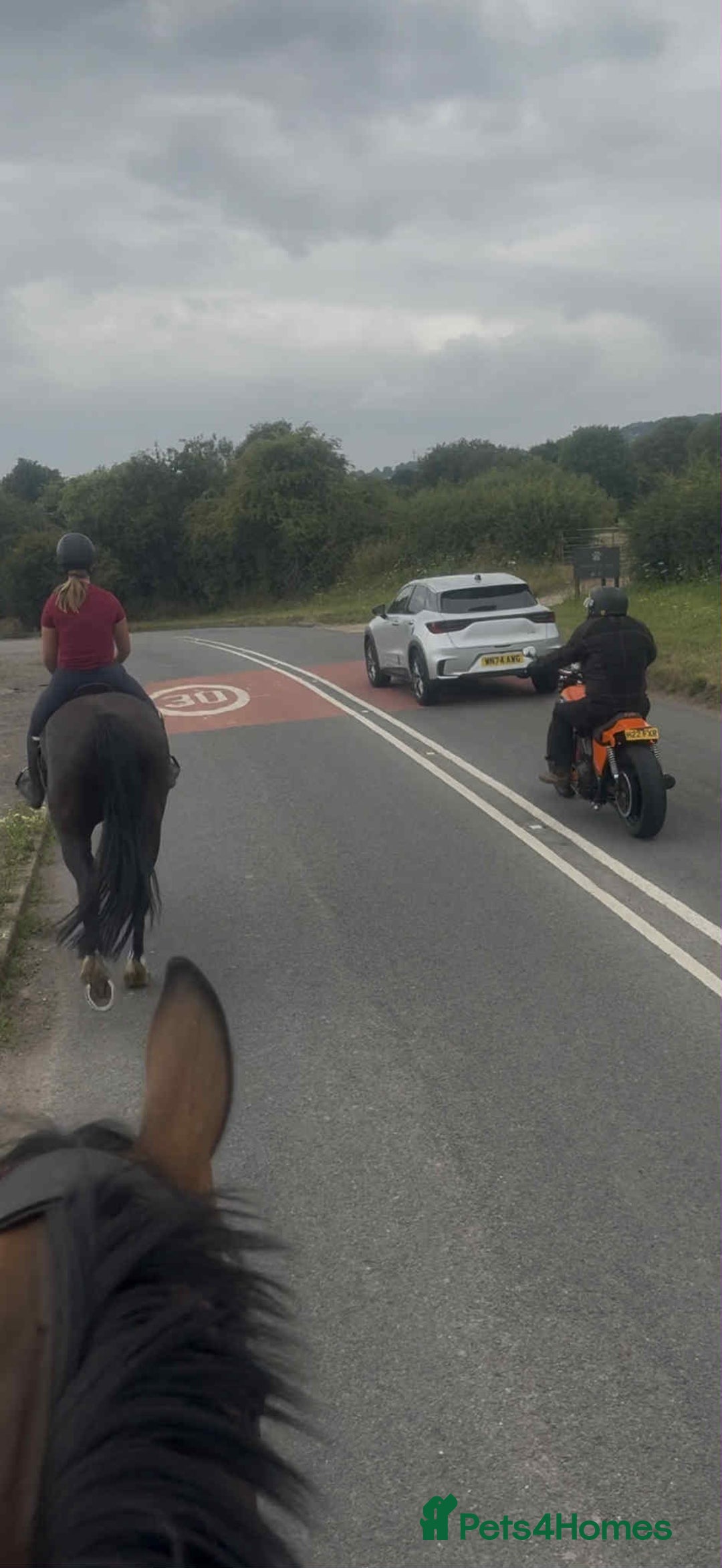Irish Cob horses for sale: Ace by name and by nature - Image 2
