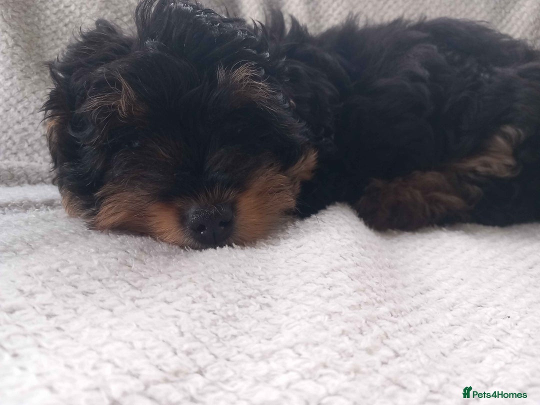 Shihpoo dogs for sale: Teddy Bear Shih Poo Girl – Super Fluffy  - Advert 2