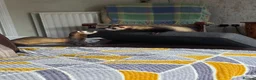 Ferret rodents for sale: Kitts for sale all jills in Walsall - Advert 6