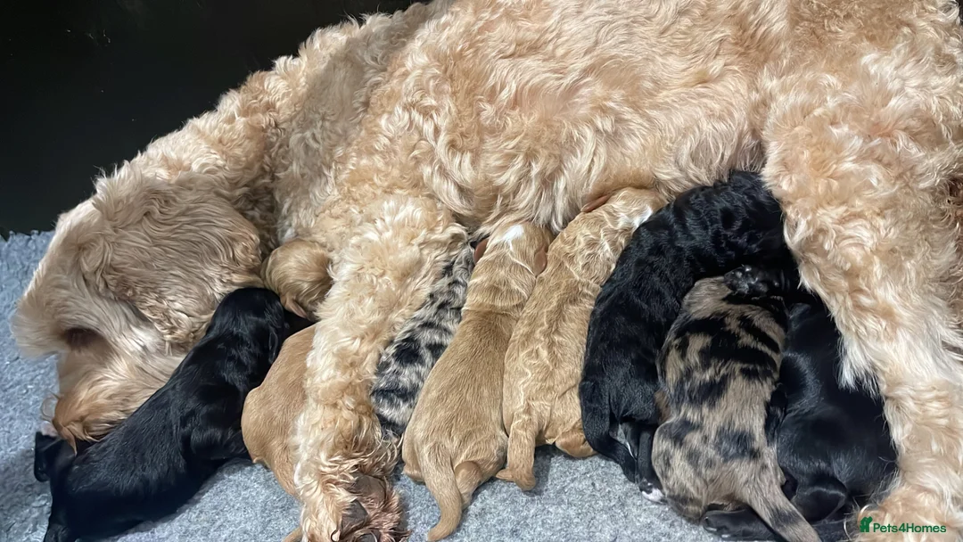 Cockapoo dogs for sale: Cockapoo puppies - Advert 2