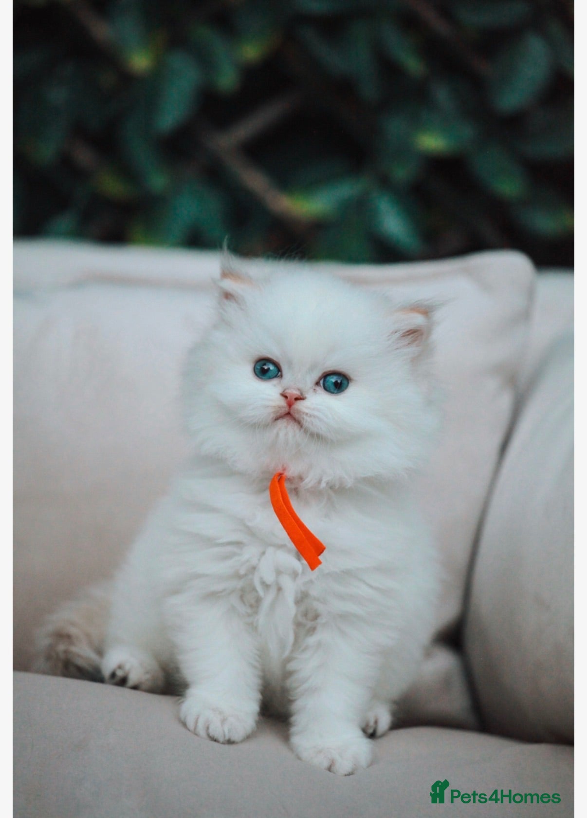 British Longhair cats Vet bred teddybear lap cats gccf - Advert 20