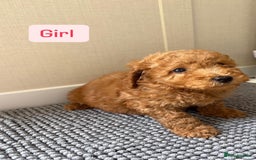 Cockapoo dogs for sale: 6 stunning cockapoo puppies  - Image 7