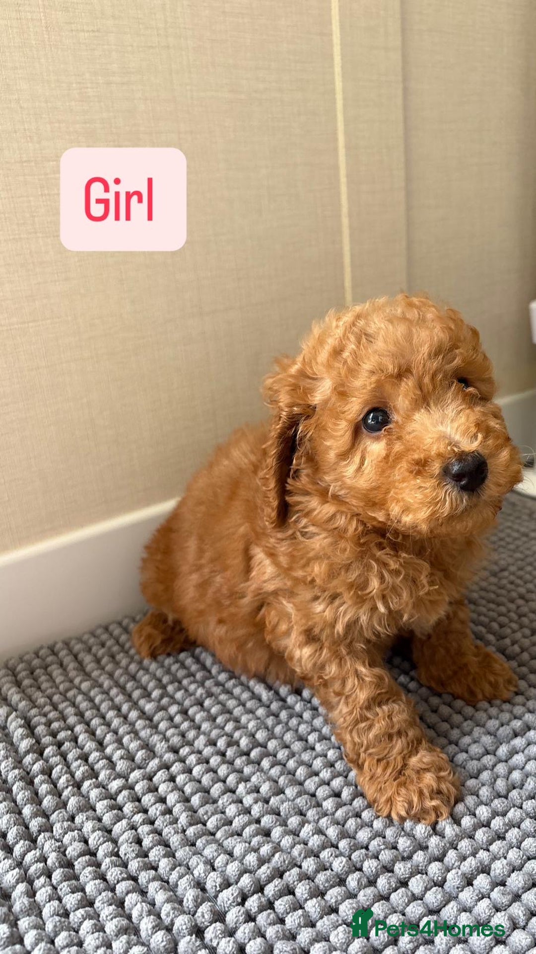 Cockapoo dogs for sale: 6 stunning cockapoo puppies  - Image 7