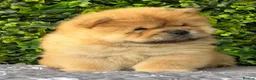 Chow Chow dogs for sale: 🧸Beautiful chow chow puppies 🧸 - Advert 6