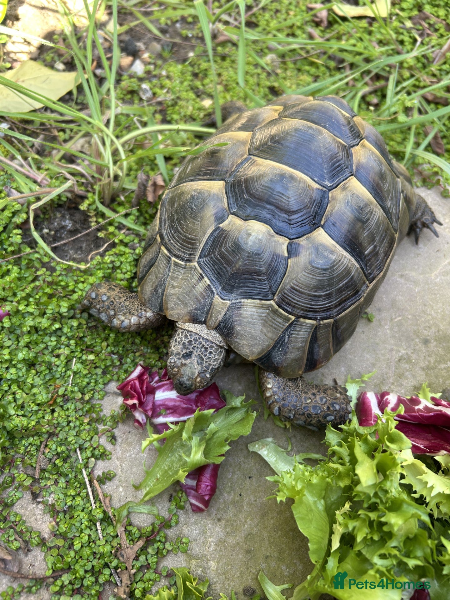 Tortoise reptiles Beautiful 7 year old Spur-thighed tortoise - Advert 1