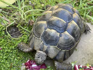 Tortoise reptiles Beautiful 7 year old Spur-thighed tortoise - Advert 1