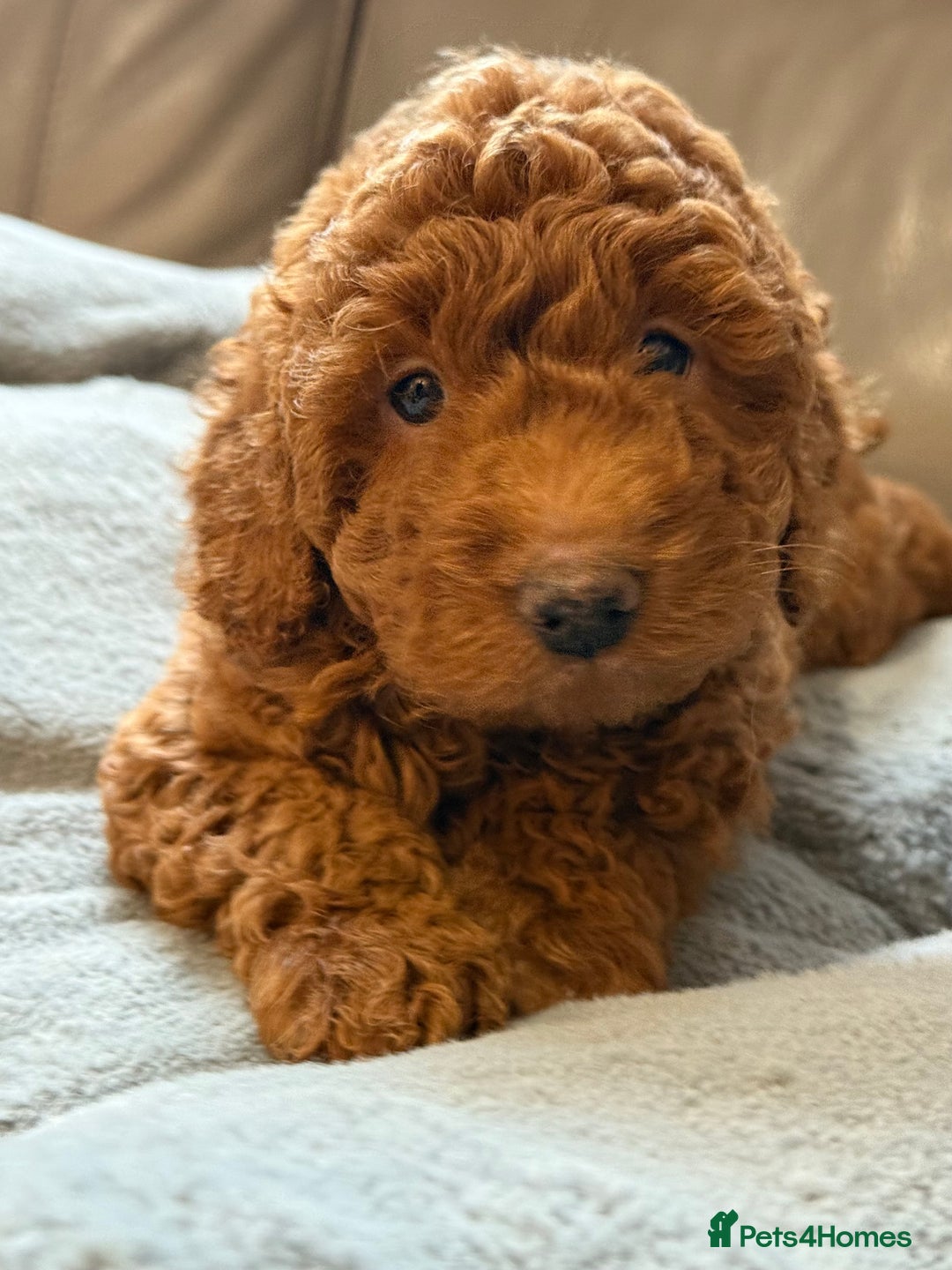 Cockapoo dogs for sale: STUNNING TOP-QUALITY COCKAPOO PUPPIES RARE COLOURS - Advert 2