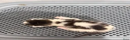 Mixed Breed cats for sale: Four beautiful kittens - Advert 12