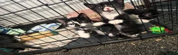 Mixed Breed cats for sale: Kittens need a new home in Wolverhampton - Advert 17