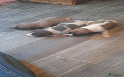 Whippet dogs for sale: Kc registered whippet pups 2 boys left - Image 8