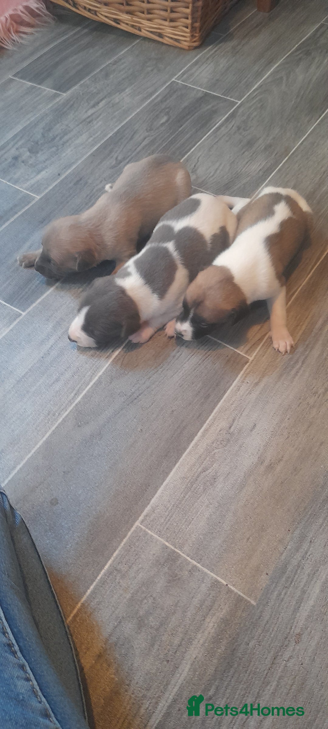 Whippet dogs for sale: Kc registered whippet pups 2 boys left - Image 8