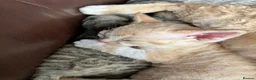 Devon Rex cats for sale: Ch lines Devon Rex - Advert 8