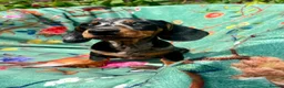 Miniature Dachshund dogs for sale: Gorgeous kaninchen/miniature puppies - Advert 1