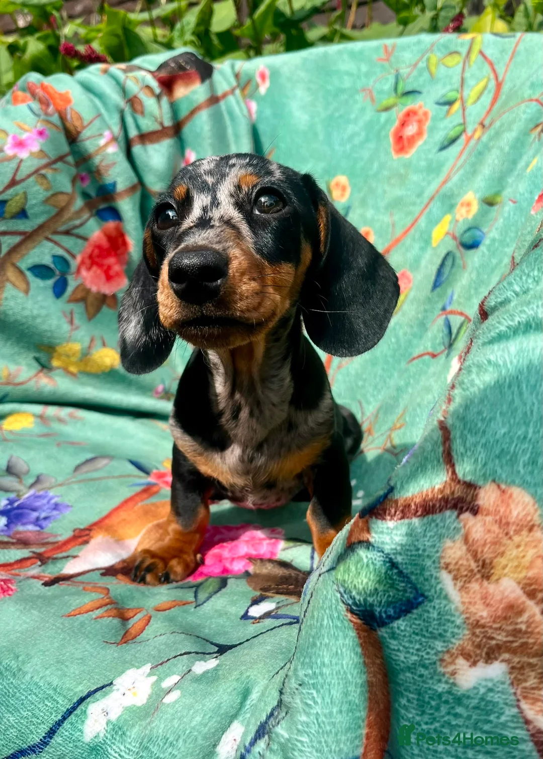 Miniature Dachshund dogs for sale: Gorgeous kaninchen/miniature puppies - Advert 1
