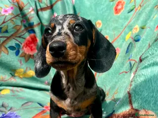 Miniature Dachshund dogs Gorgeous kaninchen/miniature puppies - Advert 7