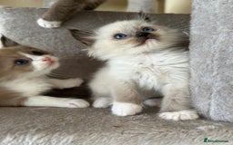 Ragdoll cats for sale: Ragdoll kittens boys 3 boys, one seal mink - Image 5