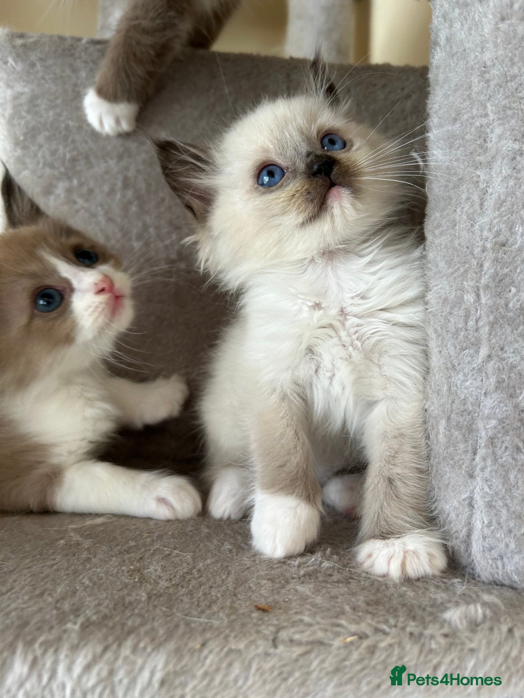 Ragdoll cats for sale: Ragdoll kittens boys 3 boys, one seal mink - Image 5