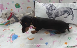 Miniature Dachshund dogs for sale: Shorthaired Minature Daschunds READY TO LEAVE NOW - Image 4