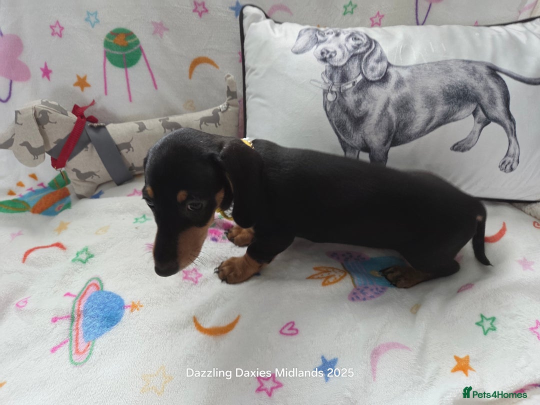Miniature Dachshund dogs for sale: Shorthaired Minature Daschunds READY TO LEAVE NOW - Image 4