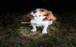 Cockalier dogs for sale: 9 month old male cockalier - Image 3