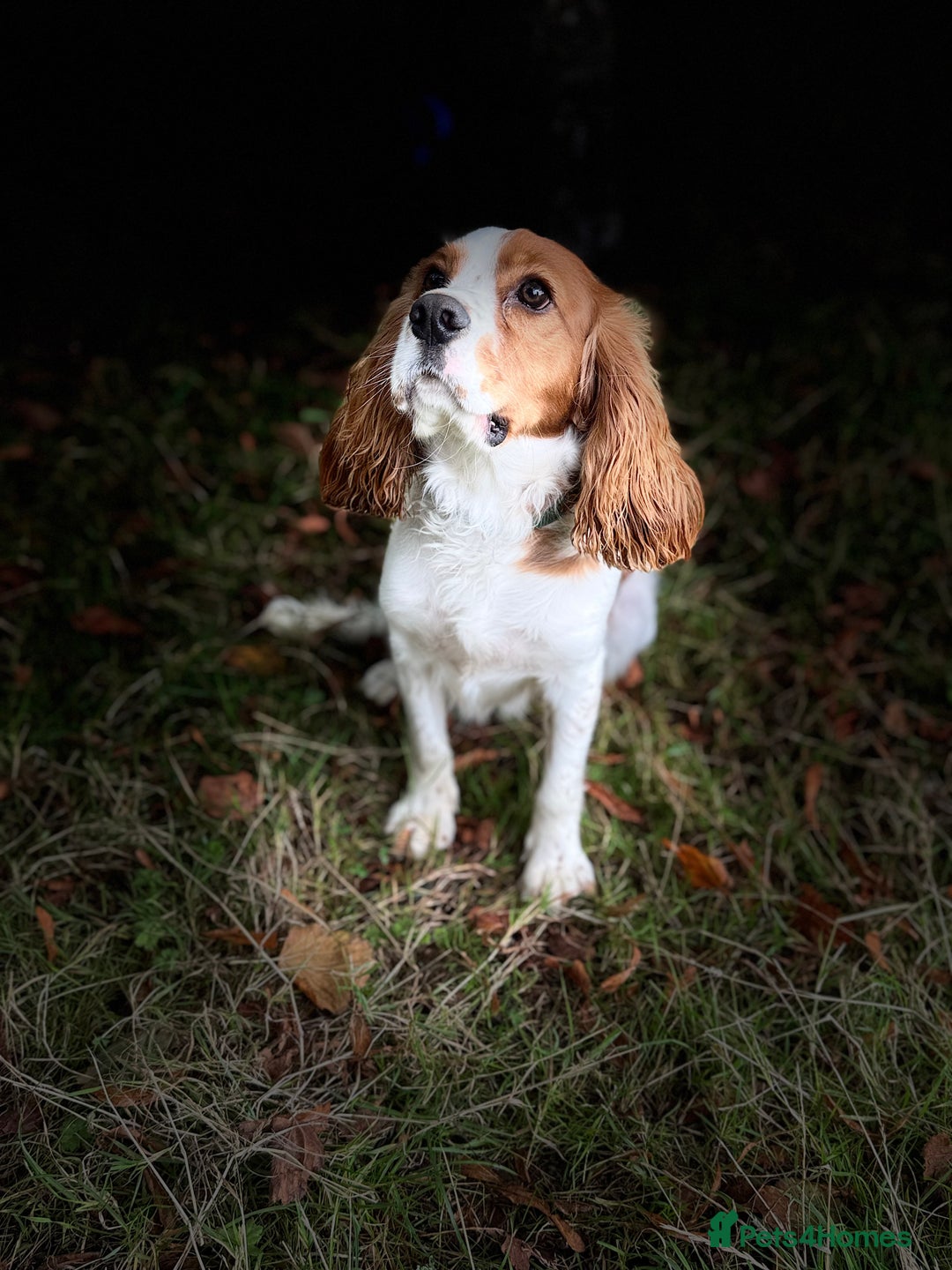 Cockalier dogs for sale: 9 month old male cockalier - Image 3