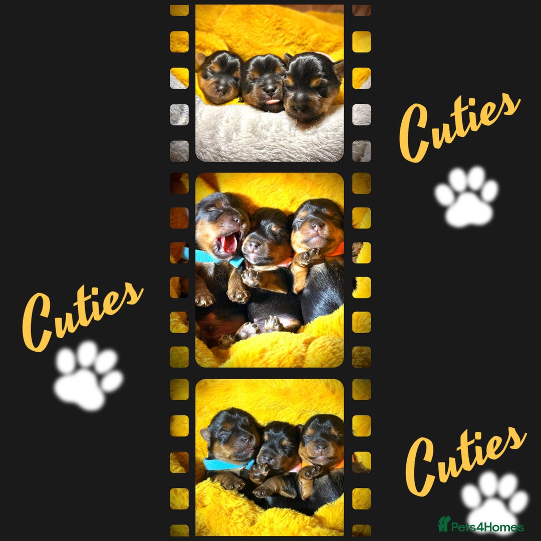 Yorkshire Terrier dogs for sale: Adorable  **  Yorkshire Terrier Puppies  - Image 5