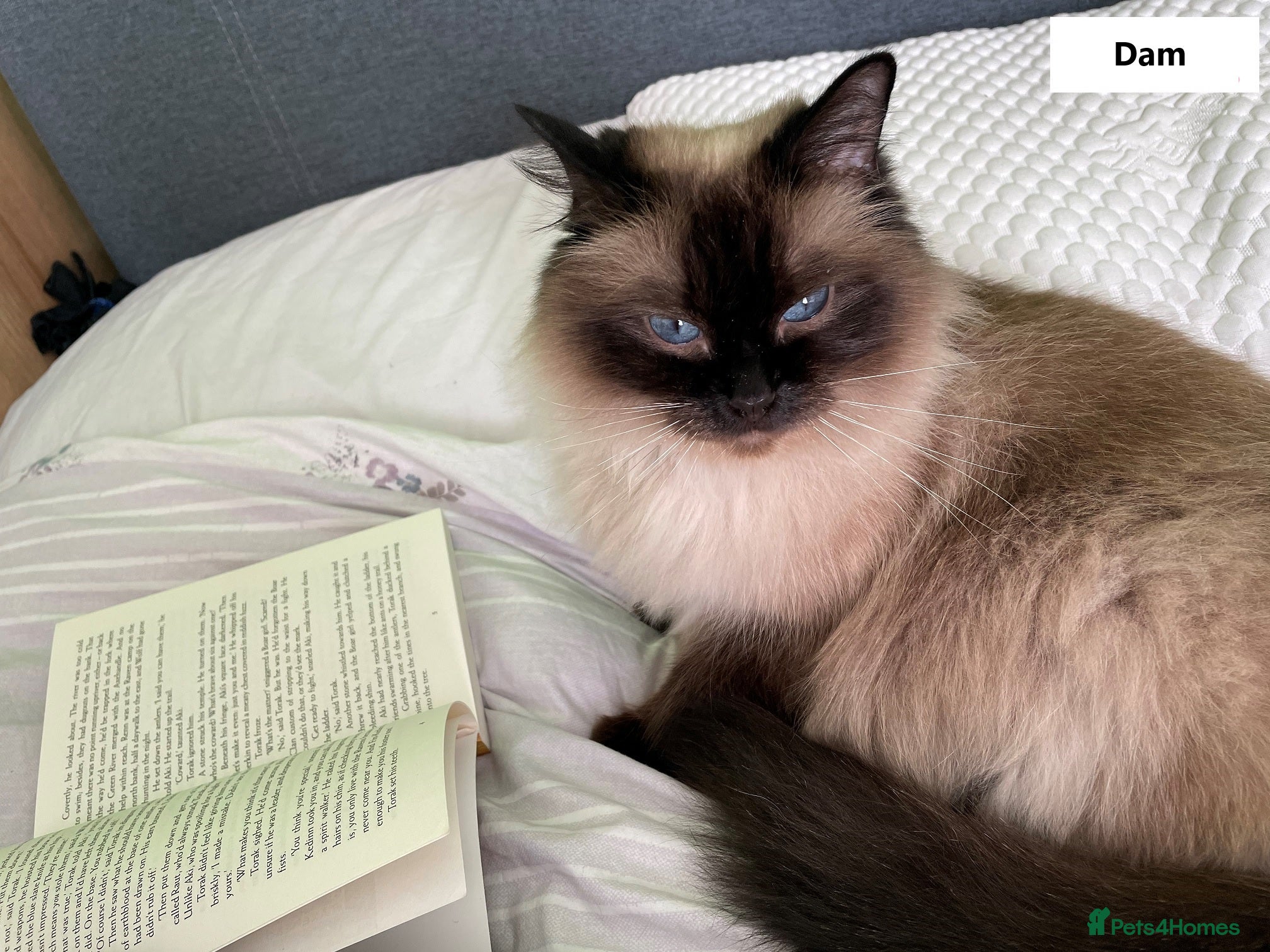 Ragdoll cats for sale: 🐾Stunning Ragdoll Kittens🧬DNA🏆ChampParents🐾 - Advert 13