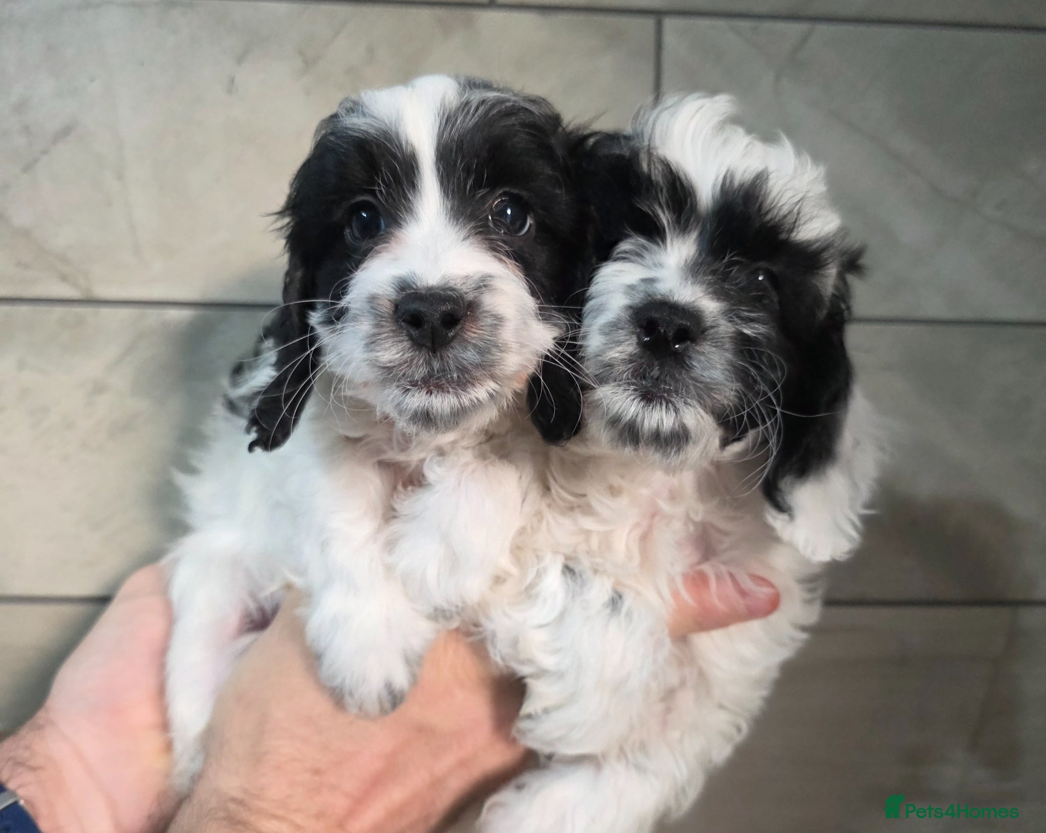 Cockapoo dogs 2 Boys DNA Health Tested F1 Cockapoos.  - Advert 1